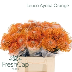 Leucospermum Ayoba Orange 40cm