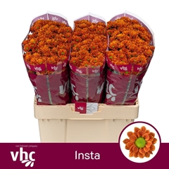 Chrysanth Santini Insta 55cm 40gr.