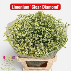 Limonium Sinense Clear Diamond 60cm 25gr.