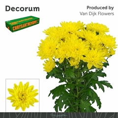 Chrysanth Spray Baltica Yellow 70cm 85gr.