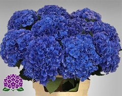 Hydrangea Royal Parade 60cm 16-18cm Hd