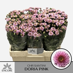 Chrysanth Santini Doria Pink 55cm 30gr.