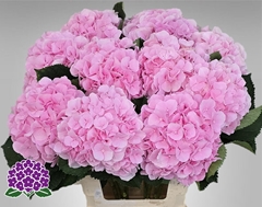 Hydrangea Verena 65cm 19-21cm Hd