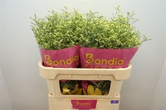 Limonium Sinense China Summer 70cm 30gr.