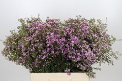 Chamelaucium Pirouette 60cm 30gr.