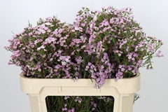 Chamelaucium Dancing Queen 70cm 50gr.