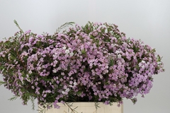 Chamelaucium Dancing Queen 60cm 30gr.