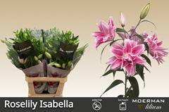 Lily Oriental Double Roselily Isabella 95cm 4+