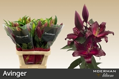 Lily Oriental Avinger 100cm 4+