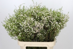 Chamelaucium Pearl Buttons 80cm 65gr.