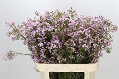 Chamelaucium Dancing Queen 80cm 70gr.