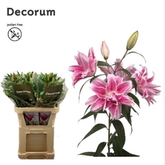 Lily Oriental Double Roselily Isabella 95cm 4+