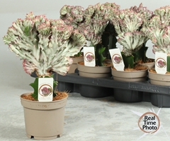 Euphorbia Mix 12Ø 25cm