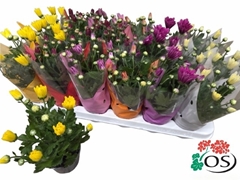 Chrysanth Mix 6 Mix 9Ø 23cm