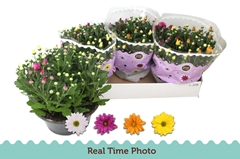 Chrysanth Mix 23Ø 27cm