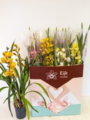 Cymbidium Mixed 14Ø 75cm 3st