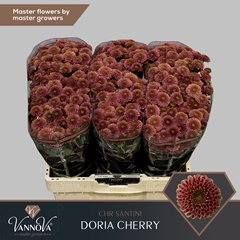 Chrysanth Santini Doria Cherry 55cm 52gr.
