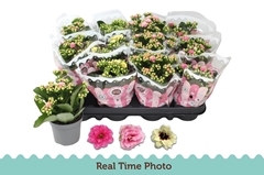 Kalanchoe Double Mix 9Ø 19cm