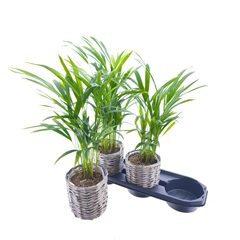 Dypsis Lutescens 14Ø 50cm