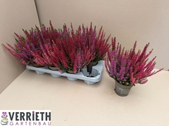 Calluna Garden Girls Mix In Pot 3 Colours 12Ø 25cm
