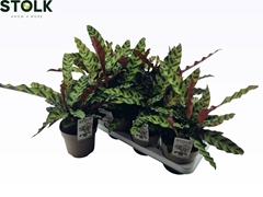 Calathea Lancifolia 14Ø 55cm