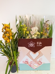 Cymbidium Mixed 14Ø 75cm 4st