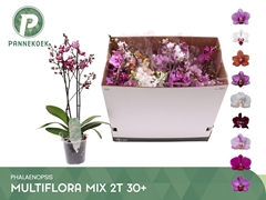 Phalaenopsis Multiflora Mix 8 Colours 12Ø 50cm 2st