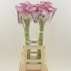 Zantedeschia Denver 80cm
