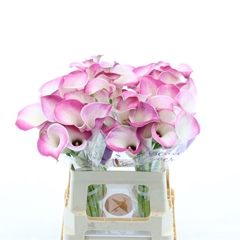 Zantedeschia Denver 60cm