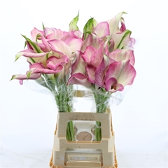 Zantedeschia Denver 60cm Twisted