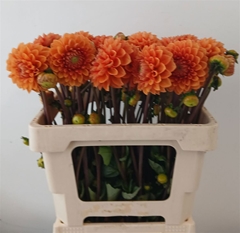 Dahlia Sylvia 55cm