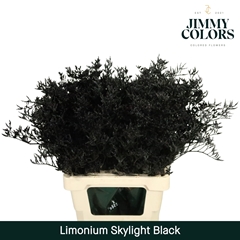 Limonium Painted Skylight Black 70cm 25gr.