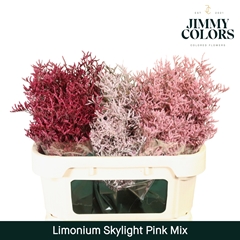 Limonium Painted Skylight Pink Mix 70cm 25gr.
