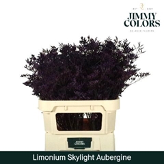 Limonium Painted Skylight Aubergine 70cm 25gr.