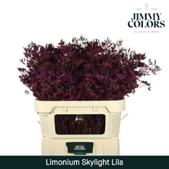 Limonium Painted Skylight Lilac 70cm 25gr.