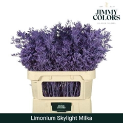 Limonium Painted Skylight Milka 70cm 25gr.