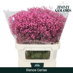 Gypsophila Painted Xlence Cerise 80cm 30gr.