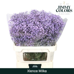 Gypsophila Painted Xlence Milka 80cm 30gr.