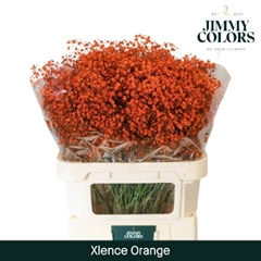 Gypsophila Painted Xlence Orange 80cm 30gr.