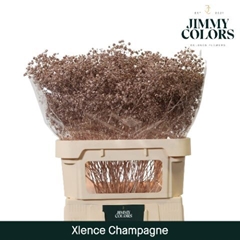 Gypsophila Painted Metallic Champagne 80cm 30gr.