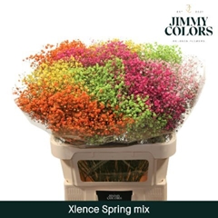 Gypsophila Painted Xlence Spring Mix 80cm 30gr.