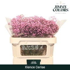 Gypsophila Painted Xlence Cerise 70cm 20gr.