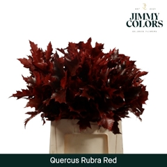 Quercus Rubra Red 50cm