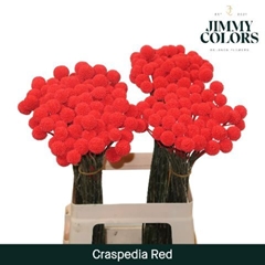 Craspedia Painted Red 60cm