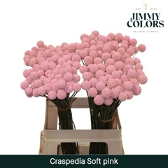 Craspedia Painted Soft Pink 60cm