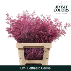 Limonium Painted Beltaard Cerise 70cm 30gr.