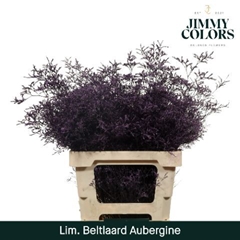 Limonium Painted Beltaard Aubergine 70cm 30gr.