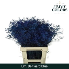 Limonium Painted Beltaard Blue 70cm 30gr.