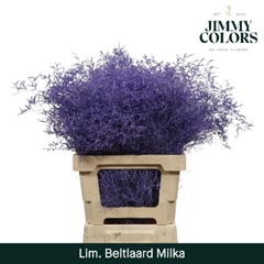 Limonium Painted Beltaard Milka 70cm 30gr.