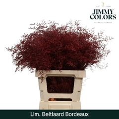 Limonium Painted Beltaard Bordeaux 70cm 30gr.